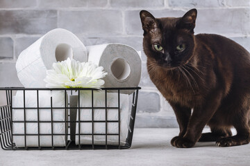 Basket with rolls of toilet paper and burmese cat refusing go to the toilet. Toilet paper day....