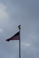 eagle standing on top of american flag