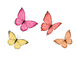 colorful butterflies isolated on white
