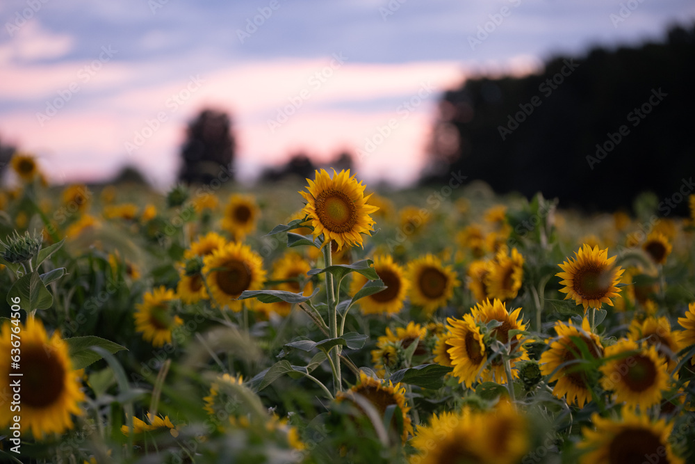 Wall mural field of sunflowers