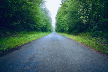 Endless road between green trees