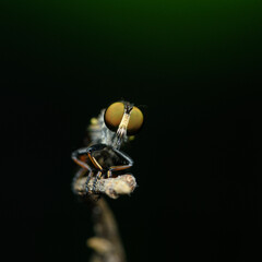 close up of a robber fly