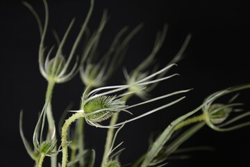 Green Translucent plant with small leaves is growing against a black background