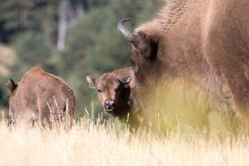 European bison or wisent in its natural habitat