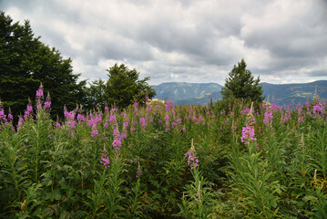 flowers in the mountains