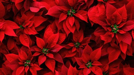 A closeup of the blossomed beautiful seamless red poinsettia flowers created with Generative AI technology. - obrazy, fototapety, plakaty