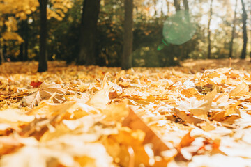 Colorful fallen autumn leaves on the grass in the sunny morning light in the park or forest. Autumn concept