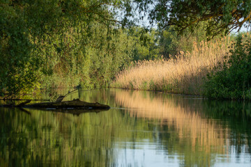Fototapeta na wymiar Reflections in the water on a channel of Danube Delta