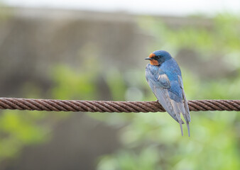 A swallow (Hirundo rustica) resting on an iron cable before starting its migration.