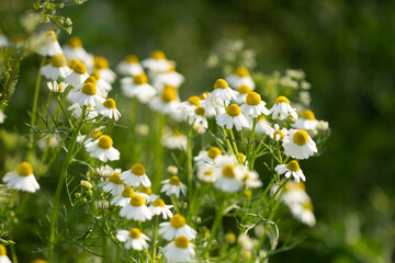 Organic chamomile flowers on a meadow. Matricaria chamomilla is also known as German chamomile or Hungarian chamomile.
