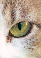 Close up of a cat eye. Macro shot of cat eyes.