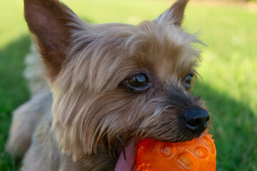 Cute Yorkshire Terrier holding orange ball in mouth. Extreme close up of face.
