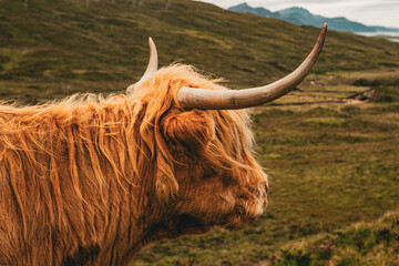 Brown Hairy Highland Cow/Coo on the Highlands of the Isle of Skye