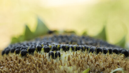 Sunflower seeds on a blurred background. Shallow depth of field