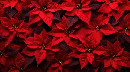 A closeup of the blossomed beautiful red poinsettia flowers created with Generative AI technology. - obrazy, fototapety, plakaty