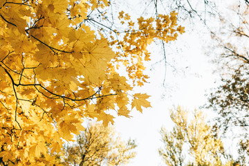 Golden leaves on a tree against a blue sky. Autumn concept. Autumn leaves in the park. Autumn background.