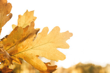 Beautiful autumn trees with yellow leaves against a bright sky. An isolated concept. Autumn background
