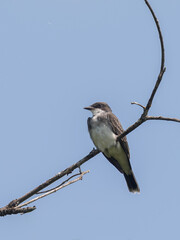 An Eastern Kingbird on a branch