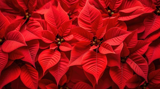 A closeup of the blossomed beautiful red poinsettia flowers created with Generative AI technology.