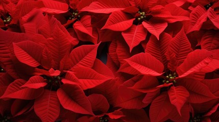 Obraz premium A closeup of the blossomed beautiful red poinsettia flowers created with Generative AI technology.