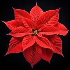Beautiful poinsettia isolated onon black background top view created with Generative AI technology.