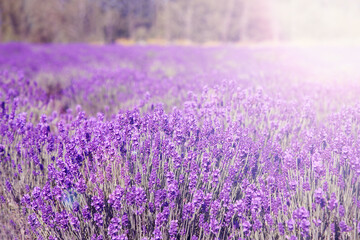 Fototapeta na wymiar Beautiful lavender meadow on sunny day, selective focus