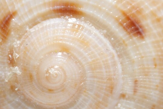 Texture of seashell as background, closeup view
