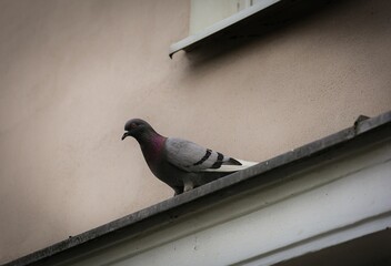 Gray pigeon perched on a wall of a stone building.