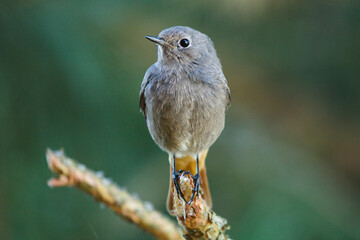 Black redstart. (Phoenicurus ochruros). Black redstart siting on  a pine tree. Cute bird.