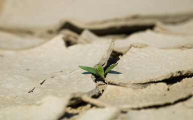 Fototapeta na wymiar Drought heat, high temperature. Drought dried up earth, a drying plant no rain.