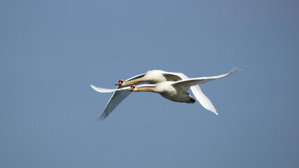A pair of swans flying on the blue sky.  (Cygnus olor). White swan in flight 