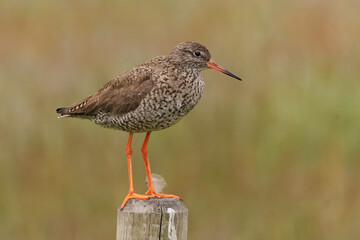 Tringa totanus on pole in nature 