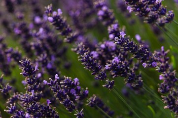 Naklejka premium Closeup of a field of lavender flowers