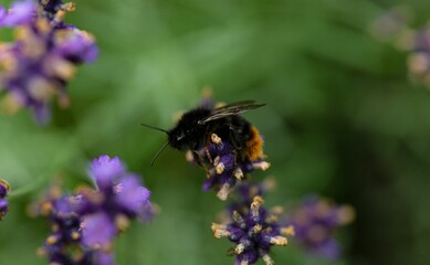 Closeup of a bumblebee on a lavender flower