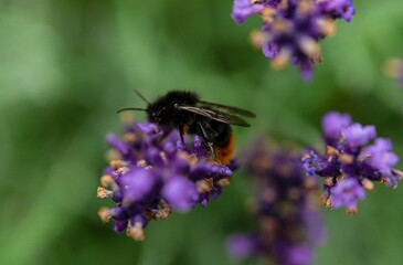 Closeup of a bumblebee on a lavender flower