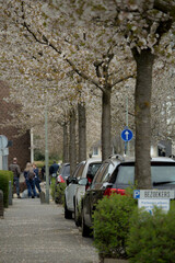 City sidewalk lined with parked cars and bloomed trees
