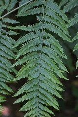 Vertical close-up view of the fern plant leaves