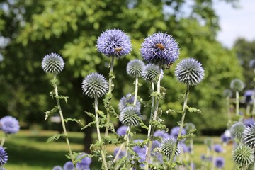 Closeup of blue globe-thistles with honey bees.