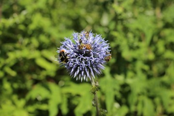 Closeup of blue globe-thistle with bees.