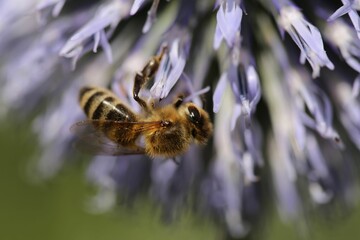 Closeup of a honey bee on a blue globe-thistle.