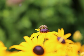 Closeup of Rudbeckia hirta, black-eyed Susan with a honey bee.