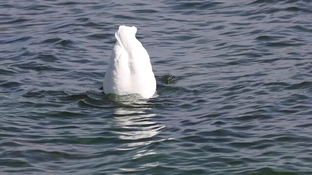 Schwan auf See