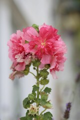 Closeup of pink Malva sylvestris flowers growing in the garden
