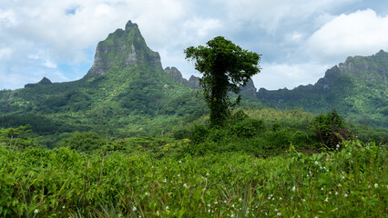 Moorea, Tree in Pineapple Field