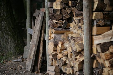 Pile of logs sitting in the middle of a forest