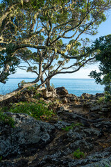Fototapeta na wymiar New Zealand - Doubtless Bay - Rocky Beach Tree