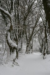 Fototapeta premium Scenic winter landscape featuring a path through a snow-covered forest