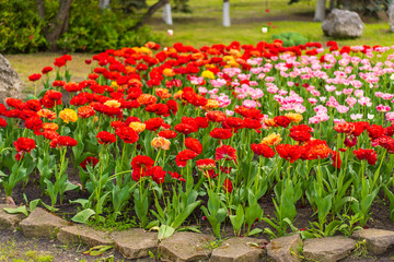 Fototapeta na wymiar Flowers in a flower bed tulips. Greening the urban environment. Background with selective focus