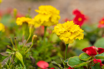 Obraz premium Flowers in a flower bed Marigolds. Greening the urban environment. Background with selective focus