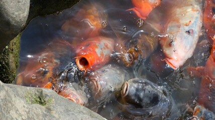 Group of Koi fish swimming in a tranquil pond on a sunny day
